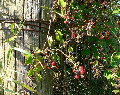 types of flowers wiki Bramble Jelly | 500 x 397