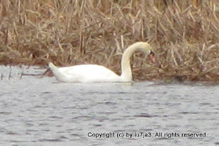 Mute Swans