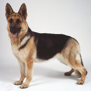 How To Train Your German Shepherd Dog