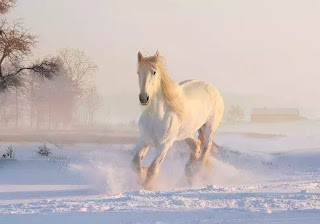 Horses' birthday is celebrated in the southern hemisphere