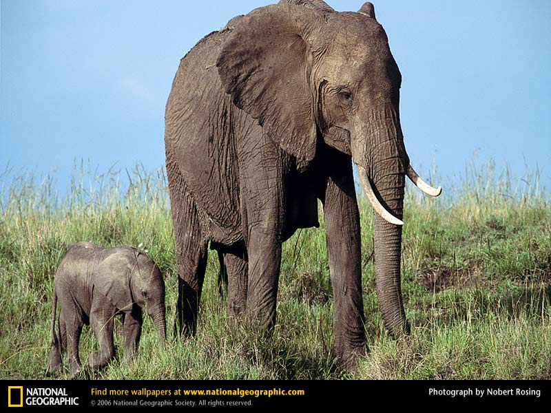 images of african elephants