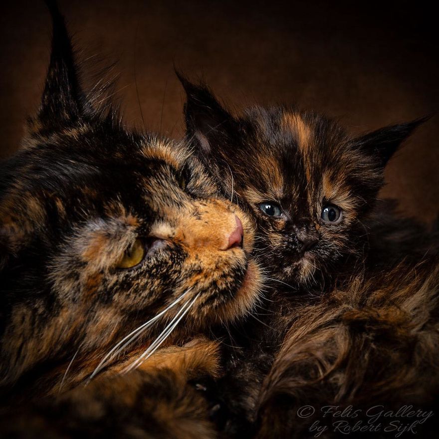 44 Breathtaking Pictures Show The Majestic Beauty Of Maine Coons