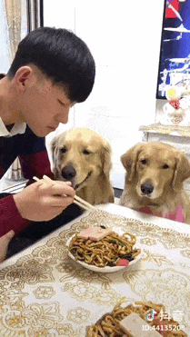 30 Hilarious Pictures Of Dogs Begging For Food That No One Could Resist