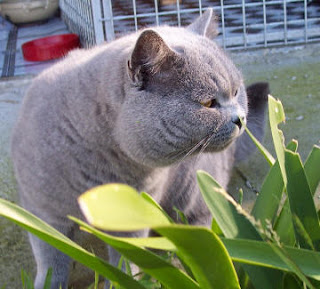 British Shorthair cat pets huisdieren animaux de compagnie Haustiere animais Animale de companie animales domesticos husdjur Evcil Hayvan anifeiliaid anwes domace zvali binatang kesayangan augintiniai animali domestici peatai bet kay lemmikit mga alagang hayop domaci zvirata kucni ljubimci animals domestics maskotak binatang peliharaanpuss pussy pussycat grimalkin kat mace pisik kotka gat macka kocka kass pusa kissa gato katze macska kottur kakis kate qattus kot pisica macka katt kedi con meo kucing