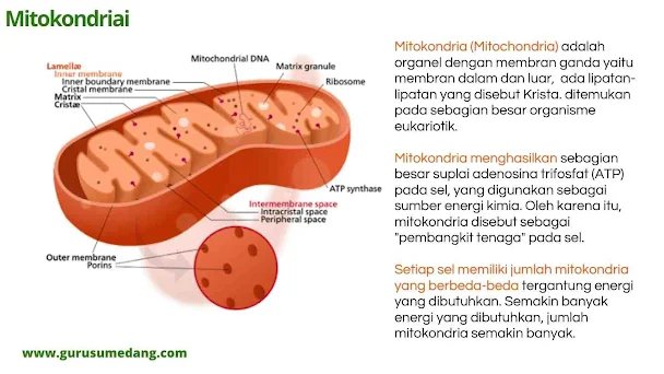 Mitokondria adalah organel sel yang terdapat dalam sel hewan dan tumbuhan merupakan organel sel yang berfungsi sebagai tempat oksidasi glukosa dan segala proses yang berkaitan dalam memproduksi energi melalui proses respirasi sel, daur Kreb dan lingkaran Sitokrom.  Seperti layaknya perusahaan listrik yang menyalurkan energi listrik ke rumah-rumah, begitupun mitokondria  Krista adalah dinding dalam Mitokondria yang berlekuk-lekuk, berfungsi untuk memperluas permukaan agar proses pembentukan energi lebih efktif.