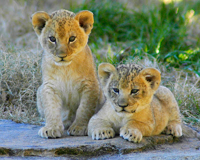 photographing zoo animals