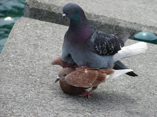 Funny Pigeons hd New Nice Wallpapers 2013