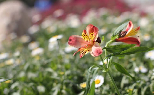 Peruvian Lily Flowers Pictures