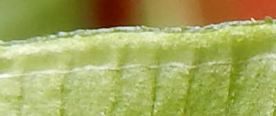 鳳尾蕨的假孢膜