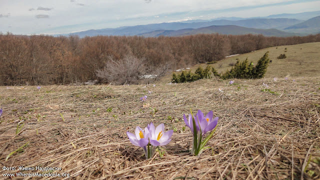 Crocus plant - Medicinal Plants in Macedonia