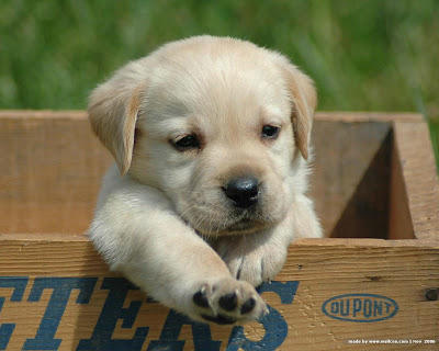 Cute Labrador Puppies and Dogs 1