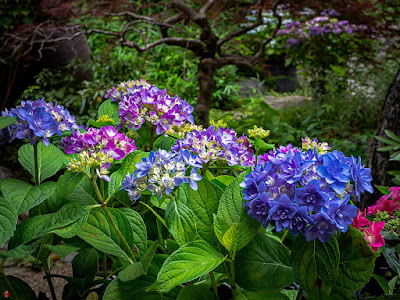 Ajisai (Hydrangea macrophylla) flowers: Kita-kamakura 