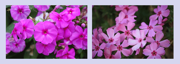 Phlox plant