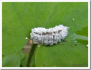 MyPulauTinggi_20100801_DSC02031