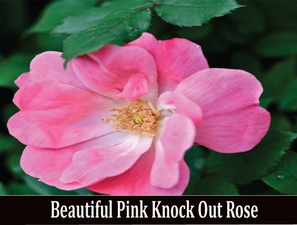 types of flowers a to z Knock Out Pink Rose | 600 x 454