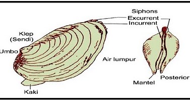 Hoki Winda Lestari Pelecypoda Mollusca Kerang  Penghasil 