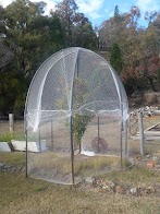 Tree Nets To Protect Fruit / Plastic Net Protects Fruits Of Citrus Trees From Hail ... - So for any hoosier who has a younger tree that's been planted in the last few years, or a smaller tree that could be at risk it can't be bird netting, alford said, because that's too big.