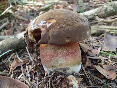 borowik ceglastopory Boletus luridoformis