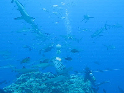 North Horn Osprey Reef, Australia