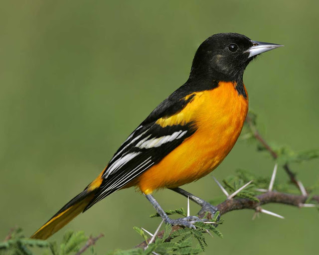 Baltimore Orioles Bird