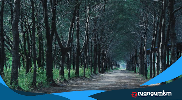 Pantai Cemara, Pantai Cemara Tuban, Cemara Tuban, Wisata Pantai di Tuban, Wisata Pantai Jenu, Wisata Tuban.