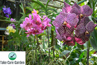 Orquídeas Vanda: Guia de cuidados e dicas de cultivo
