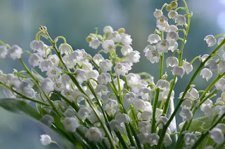 Lilies of the valley