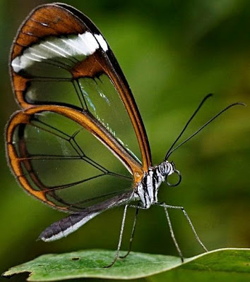 Foto de un mariposa de perfil