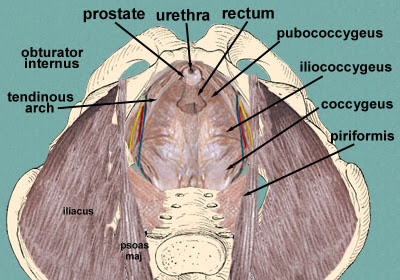 Anatomy Muscles Pelvis