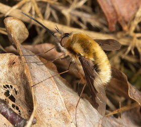 Bee Fly, Bombylius major.  Hayes Common, 29 March 2012.