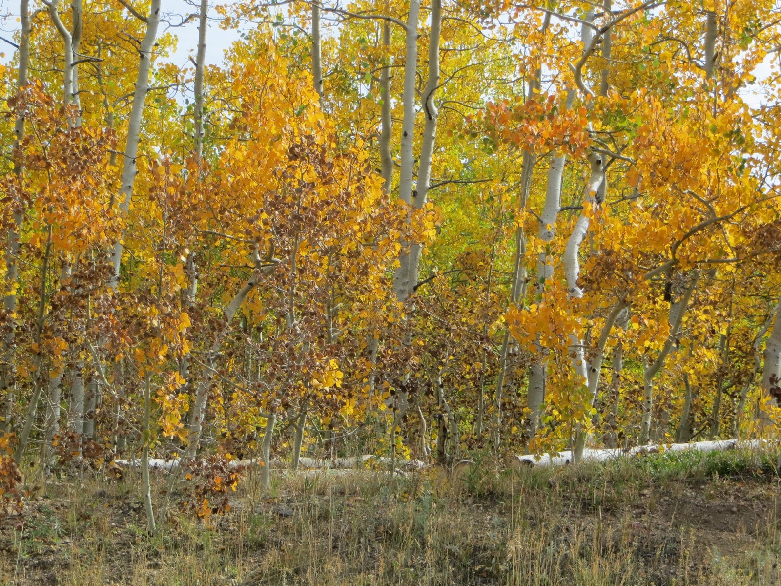 Download CO-Horts: Aspen, cottonwood leaf diseases not lethal to trees, but could impact fall colors