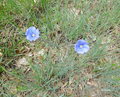 blue flax, Linum perenne