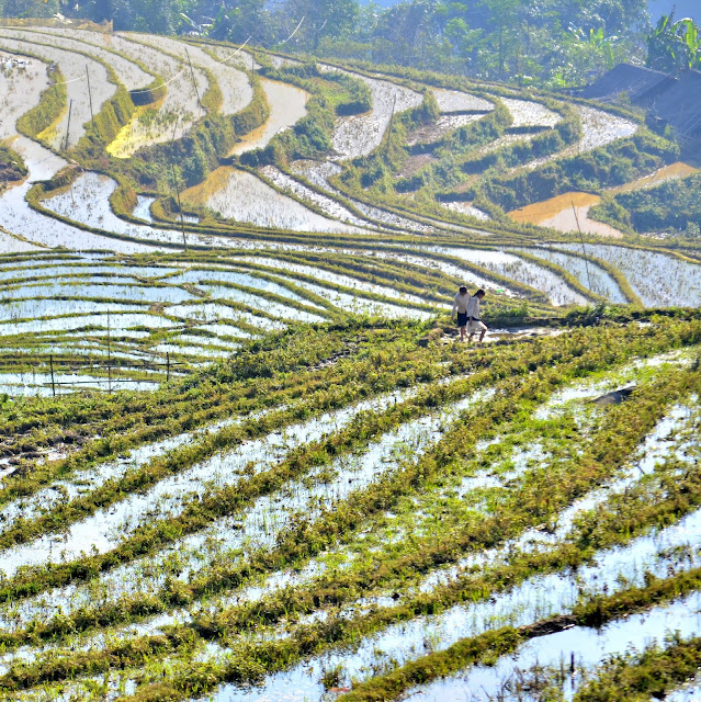 Sapa Vietnam Dao Hmong arrozal arroz Sa Pa Lao Chai Ta Van Su Pan Giang Ta Chai.