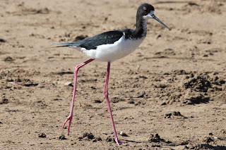 Hawaiian Stilt (Black Necked Stilt)