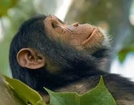10 حقائق و معلومات مهمة عن الشمبانزي