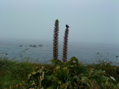 by E.V.Pita .... Fog in Corunna / por E.V.Pita.... Niebla en A Coruña  / por E.V.Pita.... Néboa na Coruña