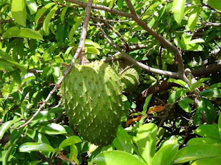 Cara Agar Buah SIrsak Tidak Rontok