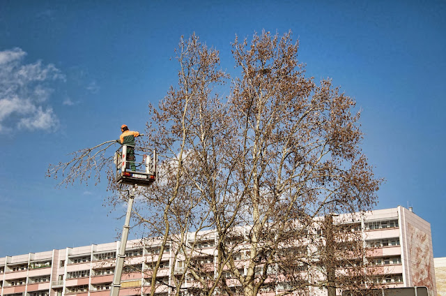 Baustelle Baumfällarbeiten, Otto-Braun-Straße / Mollstraße, 10178 Berlin, 13.02.2014