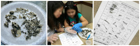 Owl pellet dissection, science programs for kids, STEM, STEAM