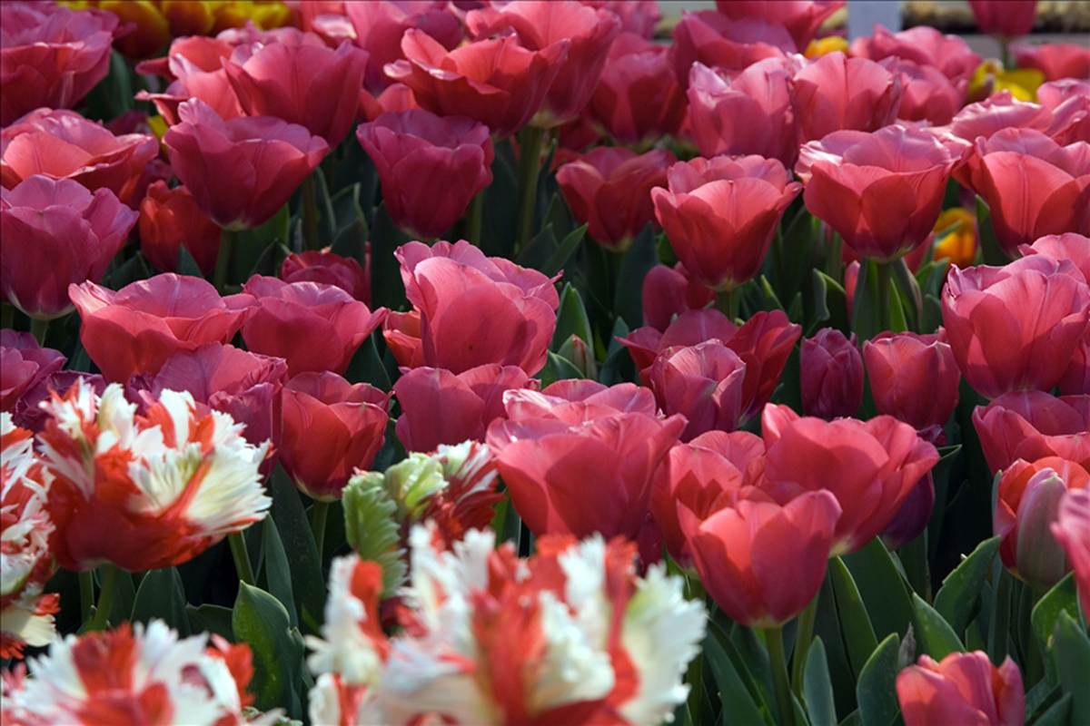 Gambar Bunga Tulip Koleksi Gambar Bagus