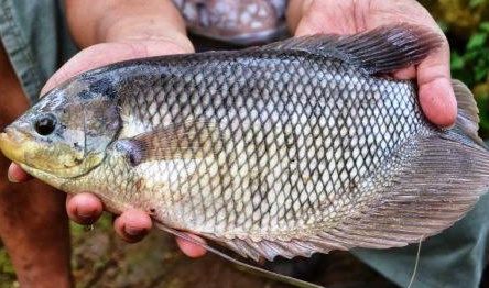 Supplier Mujaher bibit dan konsumsi Terlengkap di Yogyakarta