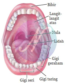 Rongga Mulut