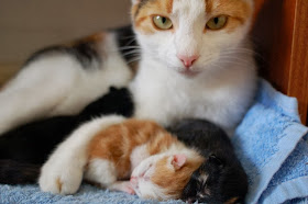 Funny cats - part 86 (40 pics + 10 gifs), momma cat and her newborn kittens