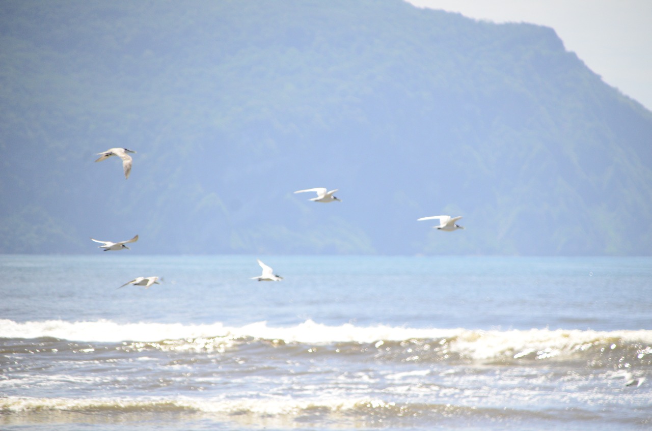 burung gajahan, gajahan, pantai jember, cerek jawa, arktik, trinil, kedidi, benua arktik, dara laut, arktika, tledekan laut, remetuk laut, tledekan laut betina, elang wbse, remetuk laut jantan, benua artik, tledekan laut jantan