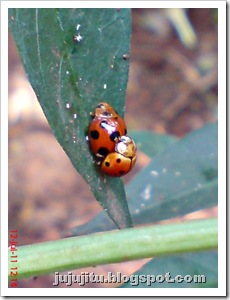 Coelophora inaequalis_mating 03