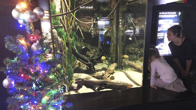 Miguel the electric eel lights up a Christmas tree using its shock impulses In Tennessee aquarium