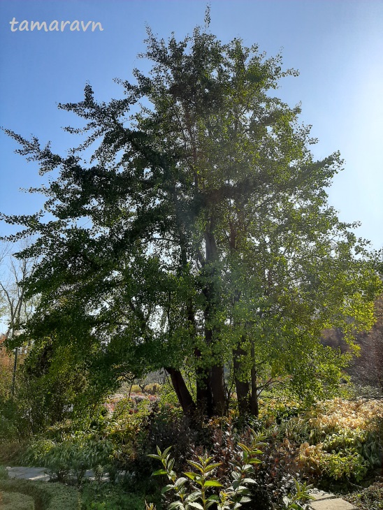 Гинкго двулопастный (Ginkgo biloba)