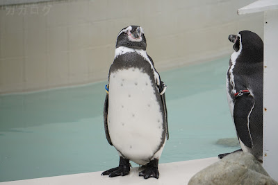 井の頭自然文化園のフンボルトペンギン