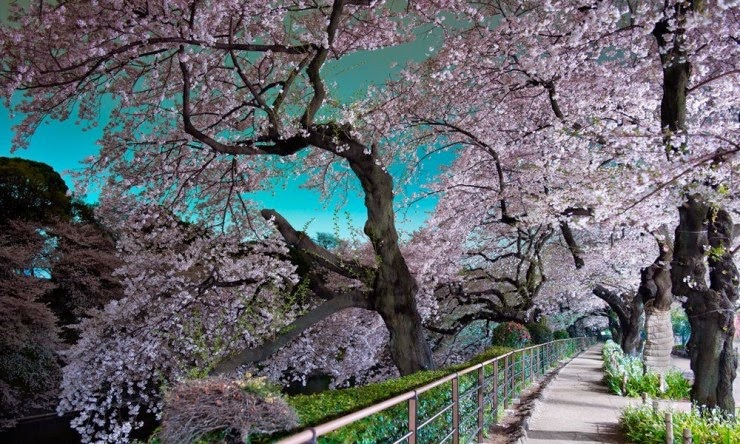 1. Chidorigafuchi Park, Tokyo, Japan - Top 10 Blooming Cities in Spring
