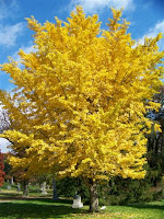 Autumn Gold Ginkgo2